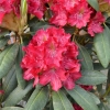 Kazimierz Wielki ROYAL SCARLET - Рододендрон гибридный - Kazimierz Wielki ROYAL SCARLET - Rhododendron hybridum