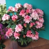 Loreley - różanecznik jakuszimański - Loreley - Rhododendron yakushimanum