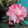 Loreley - różanecznik jakuszimański - Loreley - Rhododendron yakushimanum