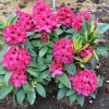 Marie Forte- Рододендрон гибридный - Marie Forte - Rhododendron hybridum