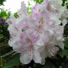 Mrs Charles E. Pearson- Рододендрон гибридный - Mrs Charles E. Pearson - Rhododendron hybridum