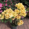Paprica Spiced - Рододендрон гибридный - Paprica Spiced - Rhododendron hybridum