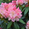 Percy Wiseman - różanecznik jakuszimański - Percy Wiseman - Rhododendron yakushimanum