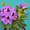 Peter Alan - Rhododendron Hybride - Peter Alan - Rhododendron hybridum