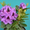 Peter Alan - różanecznik wielkokwiatowy - Peter Alan - Rhododendron hybridum