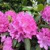 Roseum Elegans - Rhododendron Hybride - Roseum Elegans - Rhododendron hybridum