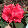 Taurus - Рододендрон гибридный - Taurus - Rhododendron hybridum