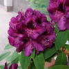 Burgundula - Рододендрон гибридный - Burgundula - Rhododendron hybridum