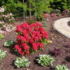 Busuki - Rhododendron Hybride - Busuki - Rhododendron hybridum