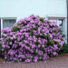 Catawbiense Grandiflorum - różanecznik wielkokwiatowy - Catawbiense Grandiflorum - Rhododendron