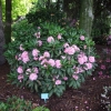 Helsinki University - brachycarpum-hybr. - różanecznik wielkokwiatowy - Helsinki University - brachycarpum-hybr. - Rhododendron hybridum