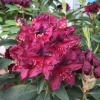 Kali - Rhododendron Hybride - Kali - Rhododendron hybridum