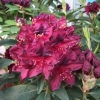 Kali - różanecznik wielkokwiatowy - Kali - Rhododendron hybridum