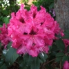 Marie Forte- Рододендрон гибридный - Marie Forte - Rhododendron hybridum