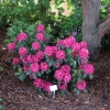 Marie Forte- Рододендрон гибридный - Marie Forte - Rhododendron hybridum