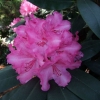 Walküre - Рододендрон гибридный - Walküre - Rhododendron hybridum
