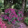 Polarnacht - Rhododendron hybrid - Polarnacht - Rhododendron hybridum