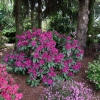 Polarnacht - Rhododendron Hybride - Polarnacht - Rhododendron hybridum