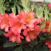 Maskarill- dichroanthum   - Рододендрон гибридный - Maskarill- dichroanthum   - Rhododendron hybridum