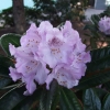 Susan  - Рододендрон гибридный - Susan  - Rhododendron hybridum