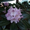 Susan  - Рододендрон гибридный - Susan  - Rhododendron hybridum