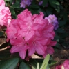 Królowa Bona ROYAL CANDY - różanecznik wielkokwiatowy - Królowa Bona ROYAL CANDY - Rhododendron hybridum