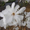 x loebneri 'Merrill' - Loebner Magnolie - Magnolia x loebneri 'Merril'l