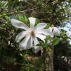 Royal Star - magnolia gwiaździsta - Royal Star - Magnolia stellata