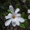 Royal Star - magnolia gwiaździsta - Royal Star - Magnolia stellata