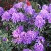 Anna's Platinum - Rhododendron hybrid - Anna's Platinum - Rhododendron hybridum