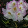 Brigitte - insigne-hybr. - różanecznik wielkokwiatowy - Brigitte -  insigne-hybr. - Rhododendron hybridum