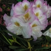 Brigitte -  insigne-hybr. - Rhododendron Hybride - Brigitte -  insigne-hybr. - Rhododendron hybridum