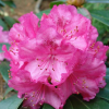 Britannia - Рододендрон гибридный - Britannia - Rhododendron hybridum