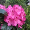 Britannia - Рододендрон гибридный - Britannia - Rhododendron hybridum