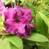 Burgundula - Рододендрон гибридный - Burgundula - Rhododendron hybridum