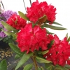 Busuki - Rhododendron hybrid - Busuki - Rhododendron hybridum
