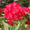 Busuki - różanecznik wielkokwiatowy - Busuki - Rhododendron hybridum