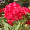 Busuki - Rhododendron hybrid - Busuki - Rhododendron hybridum