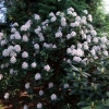 Calsap - Rhododendron Hybride - Calsap - Rhododendron hybridum