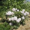 Calsap - Rhododendron Hybride - Calsap - Rhododendron hybridum