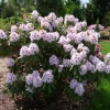 Calsap - różanecznik wielkokwiatowy - Calsap - Rhododendron hybridum