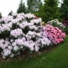 Calsap - Rhododendron hybrid - Calsap - Rhododendron hybridum