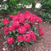 Cardinal - Рододендрон гибридный - Cardinal - Rhododendron hybridum