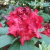 Cardinal - Рододендрон гибридный - Cardinal - Rhododendron hybridum