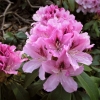 Cheer - Rhododendron Hybride - Cheer - Rhododendron hybridum