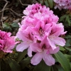 Cheer - Rhododendron hybrid - Cheer - Rhododendron hybridum