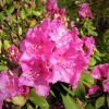 Claudine - Рододендрон гибридный - Claudine - Rhododendron hybridum
