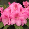 Claudius - Rhododendron williamsianum - Claudius - Rhododendron hybridum