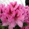 Cosmopolitan - różanecznik wielkokwiatowy - Cosmopolitan - Rhododendron hybridum