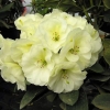 Creamy Chiffon - Рододендрон гибридный - Creamy Chiffon - Rhododendron hybridum